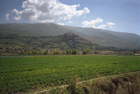 Sedano Nero di Trevi - Campo sperimentale