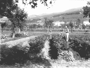 Sedano Nero di Trevi - Rincalzatura (1923) - Foto Laurentini