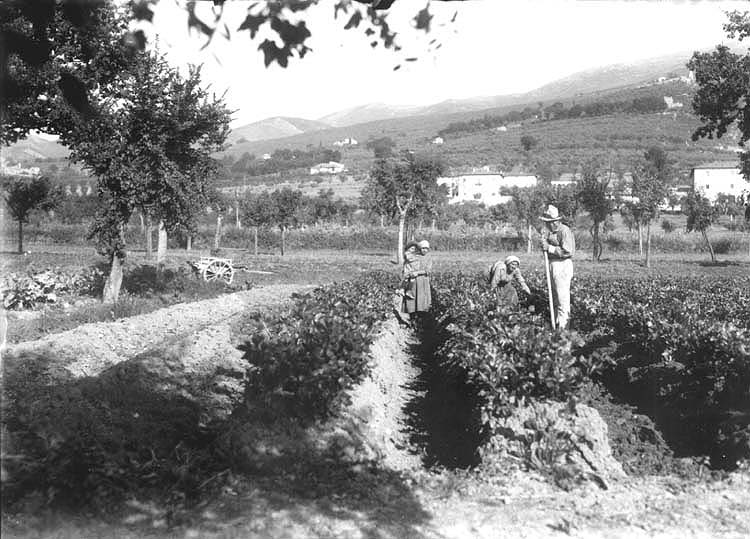 Trevi - Coltura del sedano Nero di Trevi - Rincalzatura (Foto Laurentini)